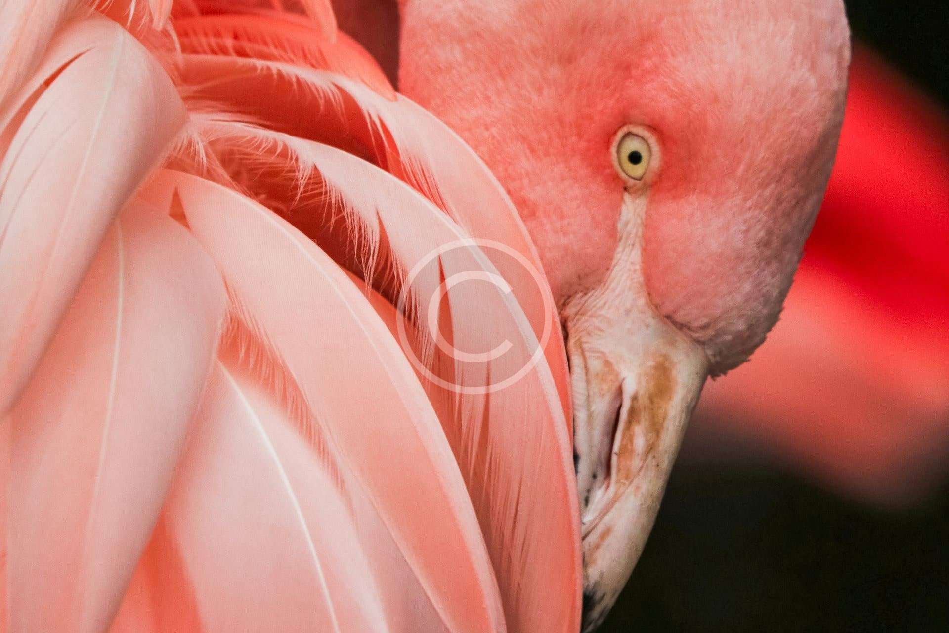 Flamingo