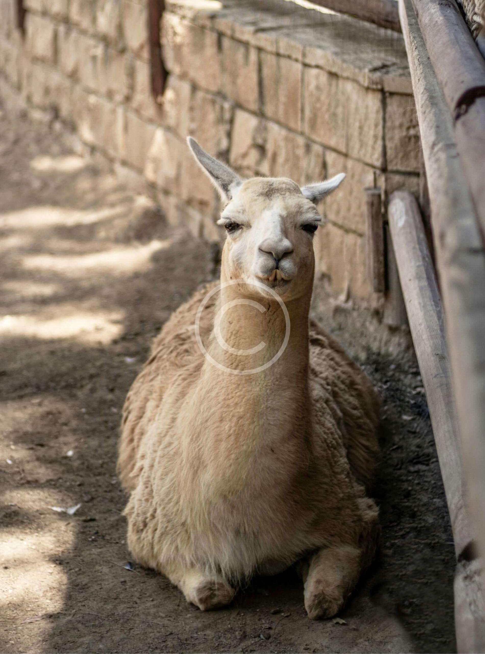 Llamas